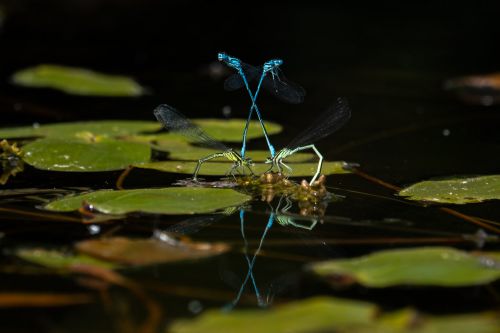 Libellen beim Liebesspiel
