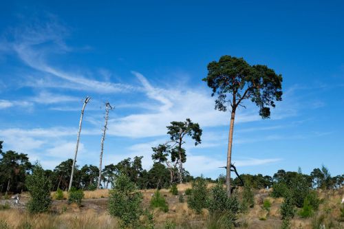 08 - Heidelandschaft