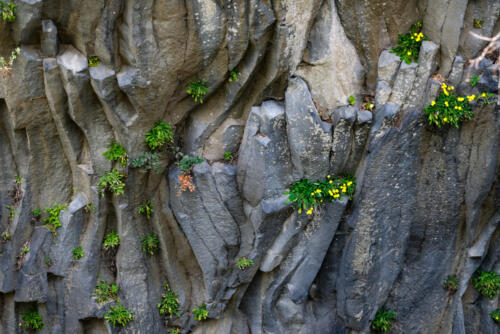 Blüten am Lavafelsen