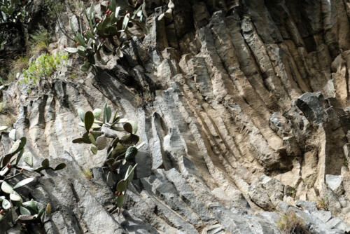 Kakteen am Lavafelsen