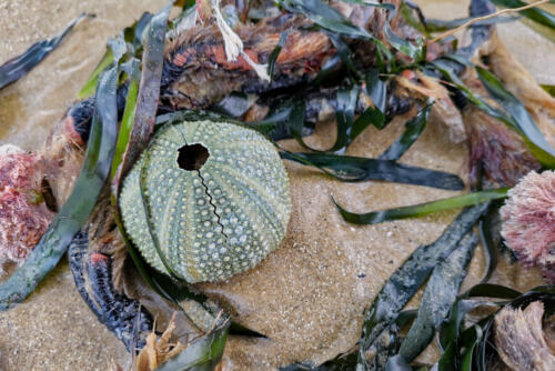 Gestrandeter Seeigel