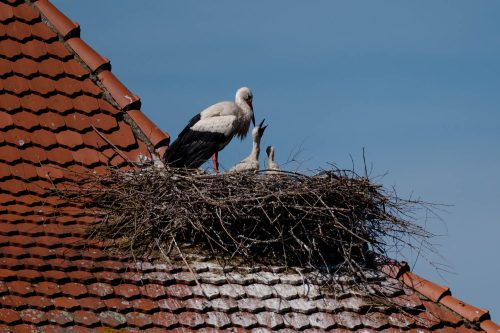 Störche in Ornbau