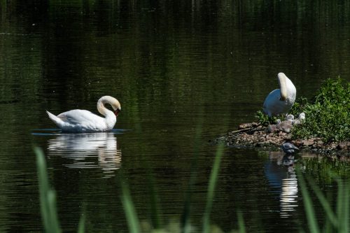 Schwanenfamilie