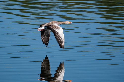 Im Anflug