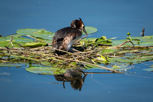 Nestpflege
