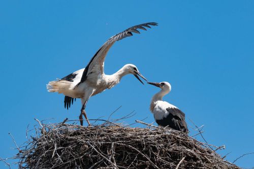 06-Jungstörche
