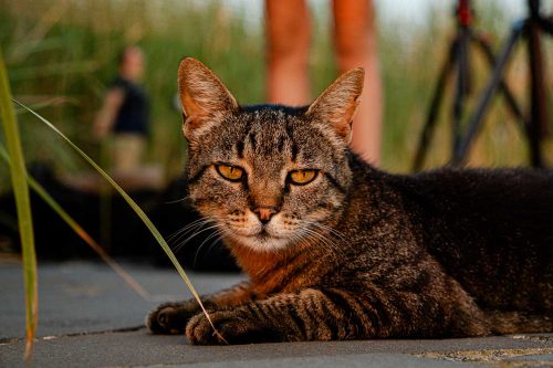 Die Vulkankatze