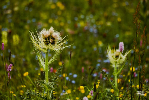 Schöne Disteln