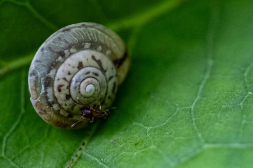 Schnecke und Ameise