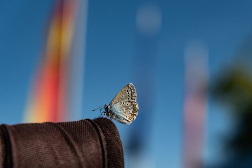 Bläuling am Rucksack