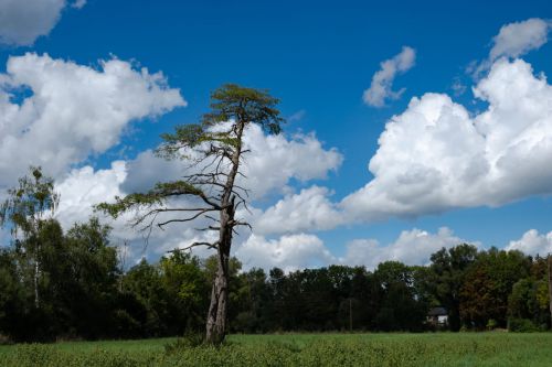 09 - Einsamer Baum
