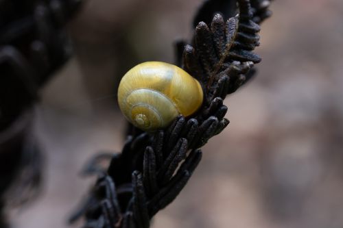 Schnecke auf Farn