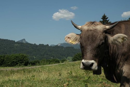 Kuhportrait