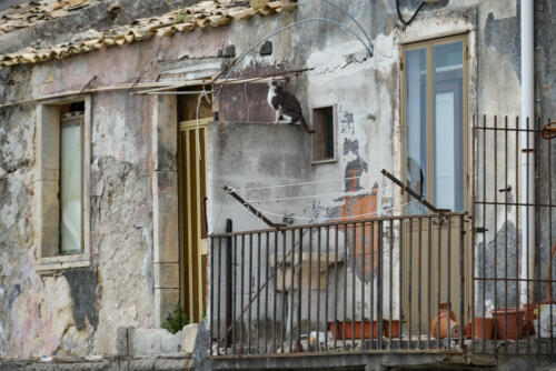 Katze auf dem Balkon