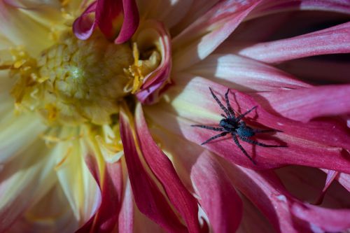 Spinne und Blüte