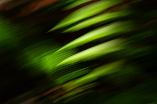 ICM-Farn