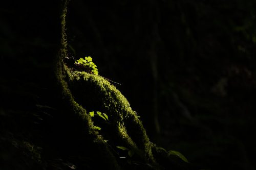 Lichtspot im Wald