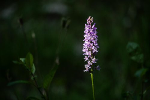 Orchidee im Licht