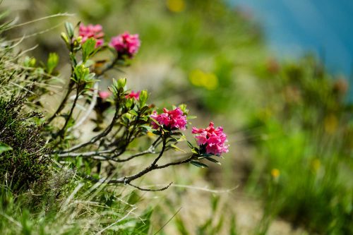 Alpenrosen