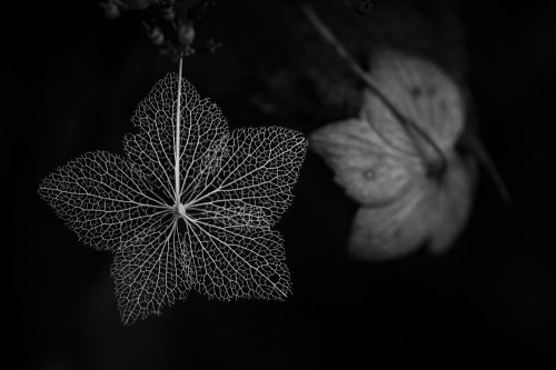 Zarte Blütengerippe