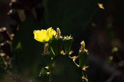 Kaktusblüte