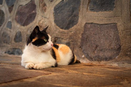Aufmerksame Katze