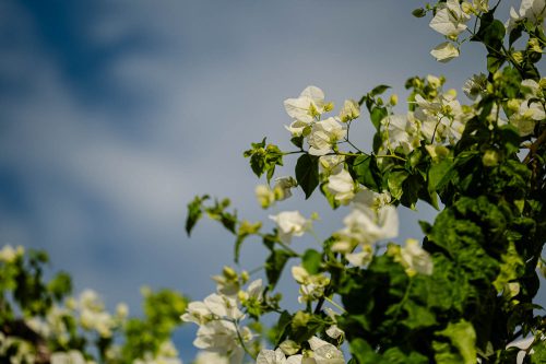 Bougainvillea