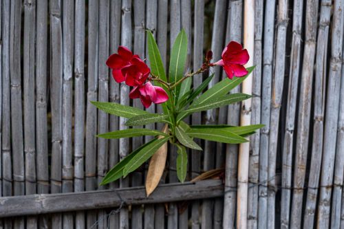 Blüte am Zaun