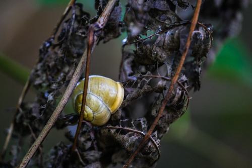 Kleine Schnecke