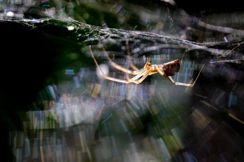 Spinne bei der Arbeit