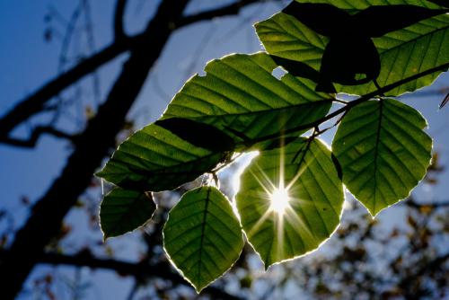 Durchs Blatt gesehen