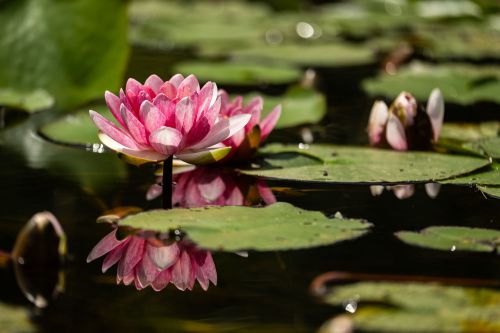 06-Seerosen im Allgäu