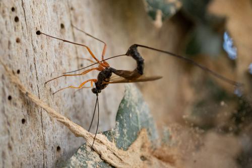 Rotbeinige Holzschlupfwespe