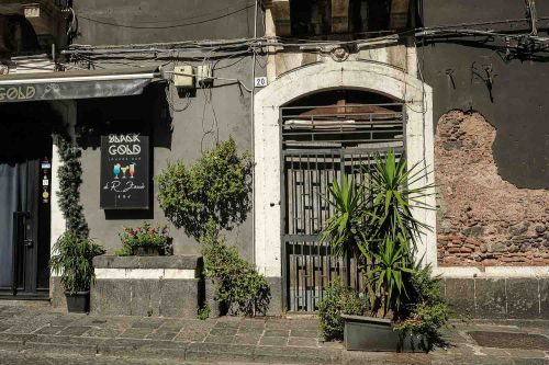 Palmen in Catania