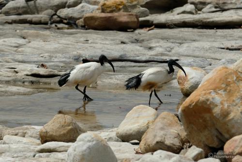 Vögel an der Küste