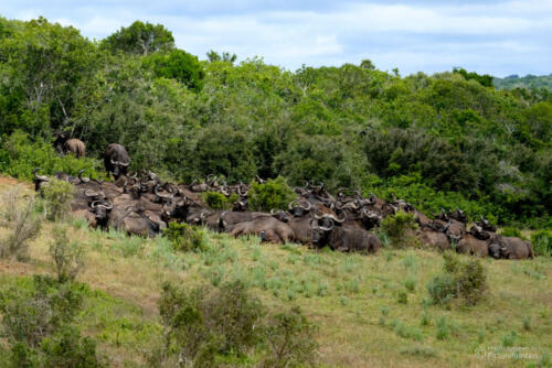 Büffelherde | Addo Elephant Park