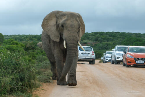Elephant crossing