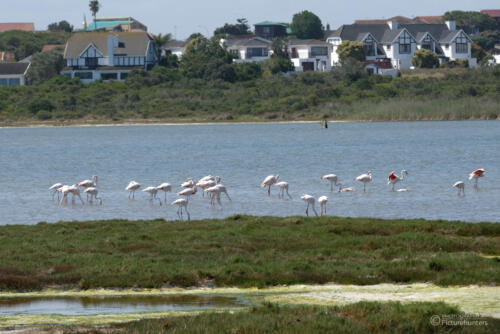 Flamingos bei Jeffreys Bay