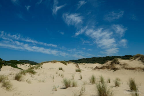 Dünengrün, Oyster Bay