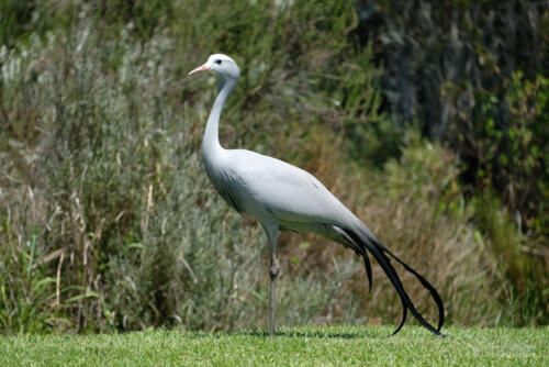 Paradieskranich | Tenikwa