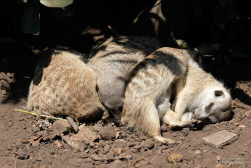 Schlafende Erdmännchen