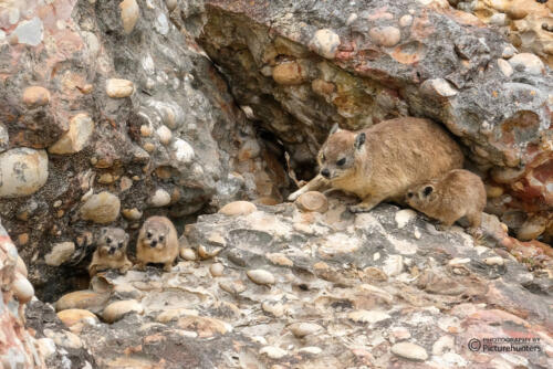 Dassie-Mama mit Jungtieren