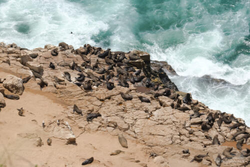 Kormorane und Robben