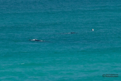 Erste Walsichtung | De Hoop