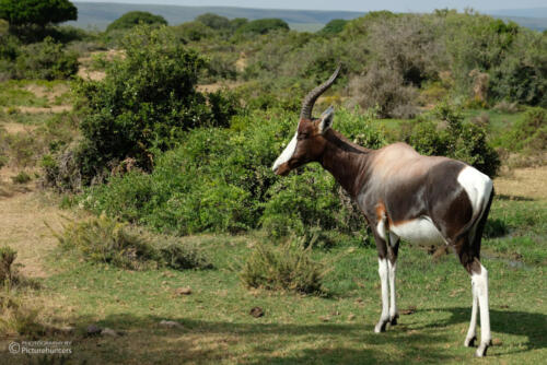 Antilope | De Hoop