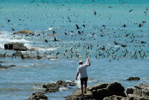 Fischer | Cape Agulhas