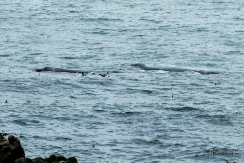Walsichtung | De Kelders