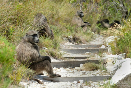 An einem Fernkloof-Wanderweg