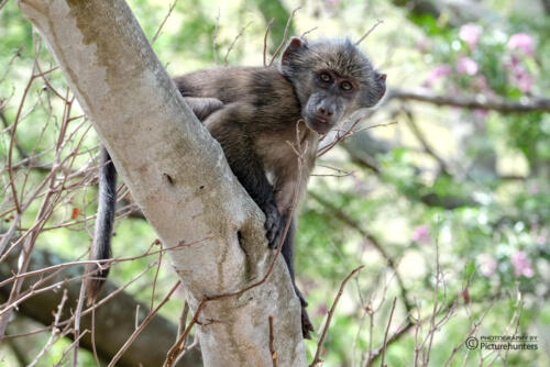 Jungtier | Fernkloof NR