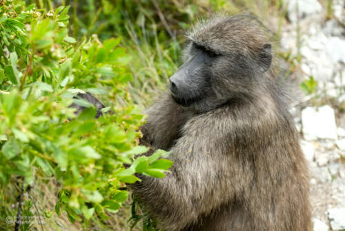 Friedliches Fressen direkt am Weg